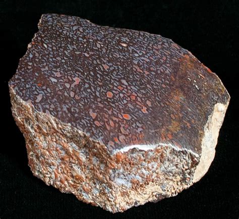 fossilized dinosaur bone for sale.